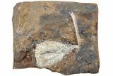 Fossil Ginkgo Leaf From North Dakota - Paleocene #238839-1